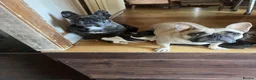 French Bulldog dogs for sale: French bulldog puppies looking for good new home  in Lancaster - Advert 1