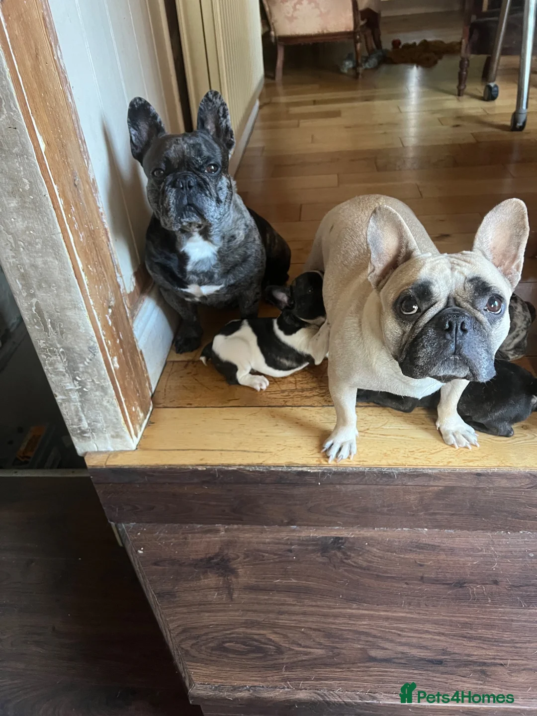 French Bulldog dogs for sale: French bulldog puppies looking for good new home  in Lancaster - Advert 1