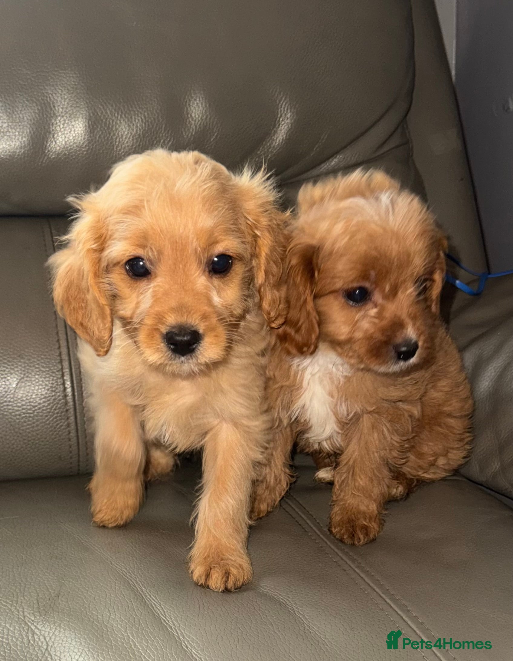 Cavapoo dogs Last remaining 2 boys💙 - Advert 14