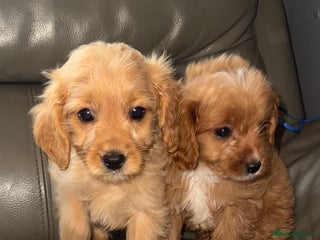 Cavapoo dogs Last remaining 2 boys💙 - Advert 3
