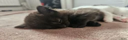 Mixed Breed cats for sale: 4 Gorgeous Kittens in Runcorn - Advert 10