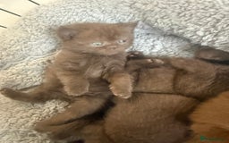 British Shorthair cats for sale: British shorthair kittens  - Image 27