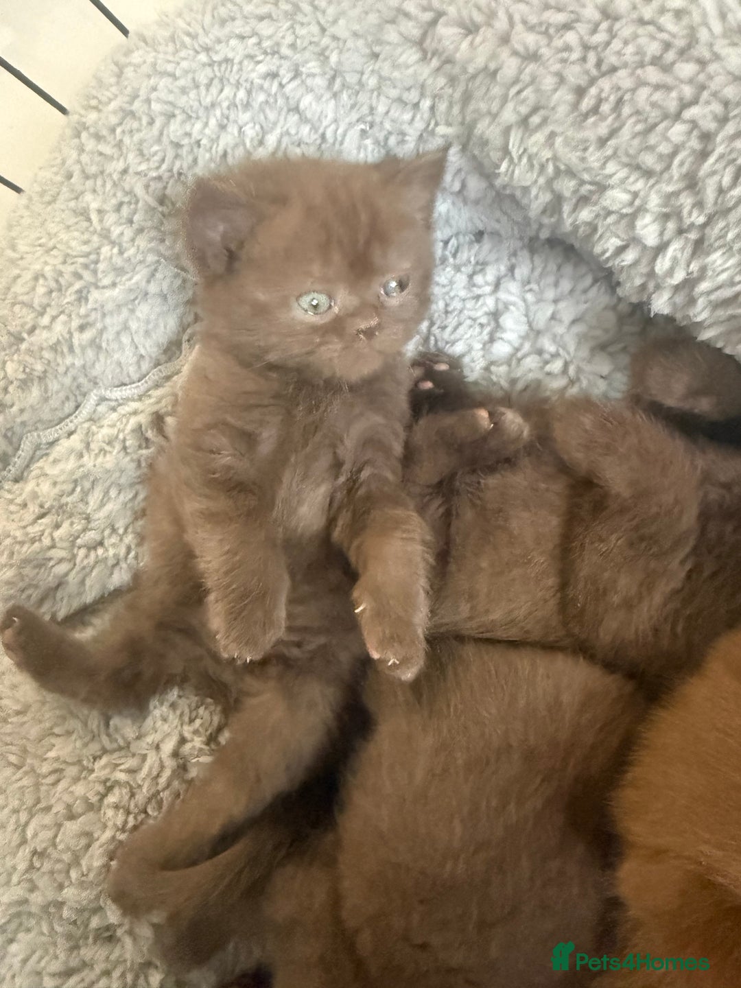 British Shorthair cats for sale: British shorthair kittens  - Image 27