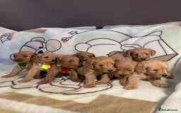 Labradoodle dogs for sale: Labradoodle Fox Red ❤️💞❤️Health check - Image 1
