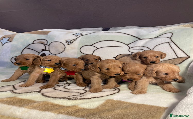 Labradoodle dogs - Advert 2