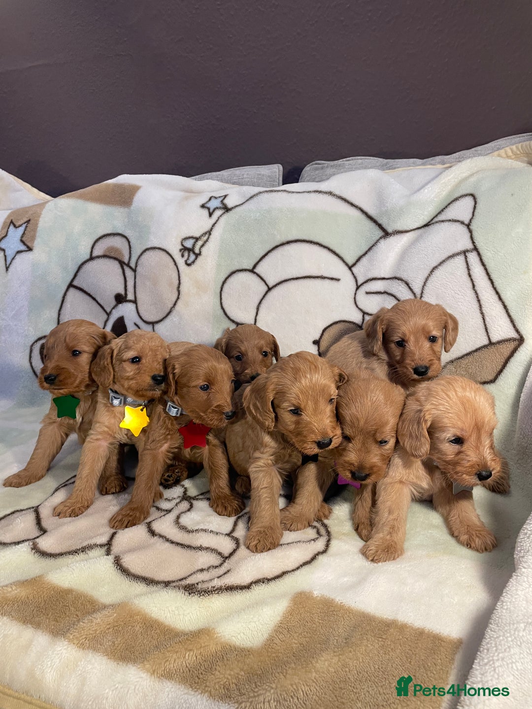 Labradoodle dogs for sale: Labradoodle Fox Red ❤️💞❤️Health check - Image 1