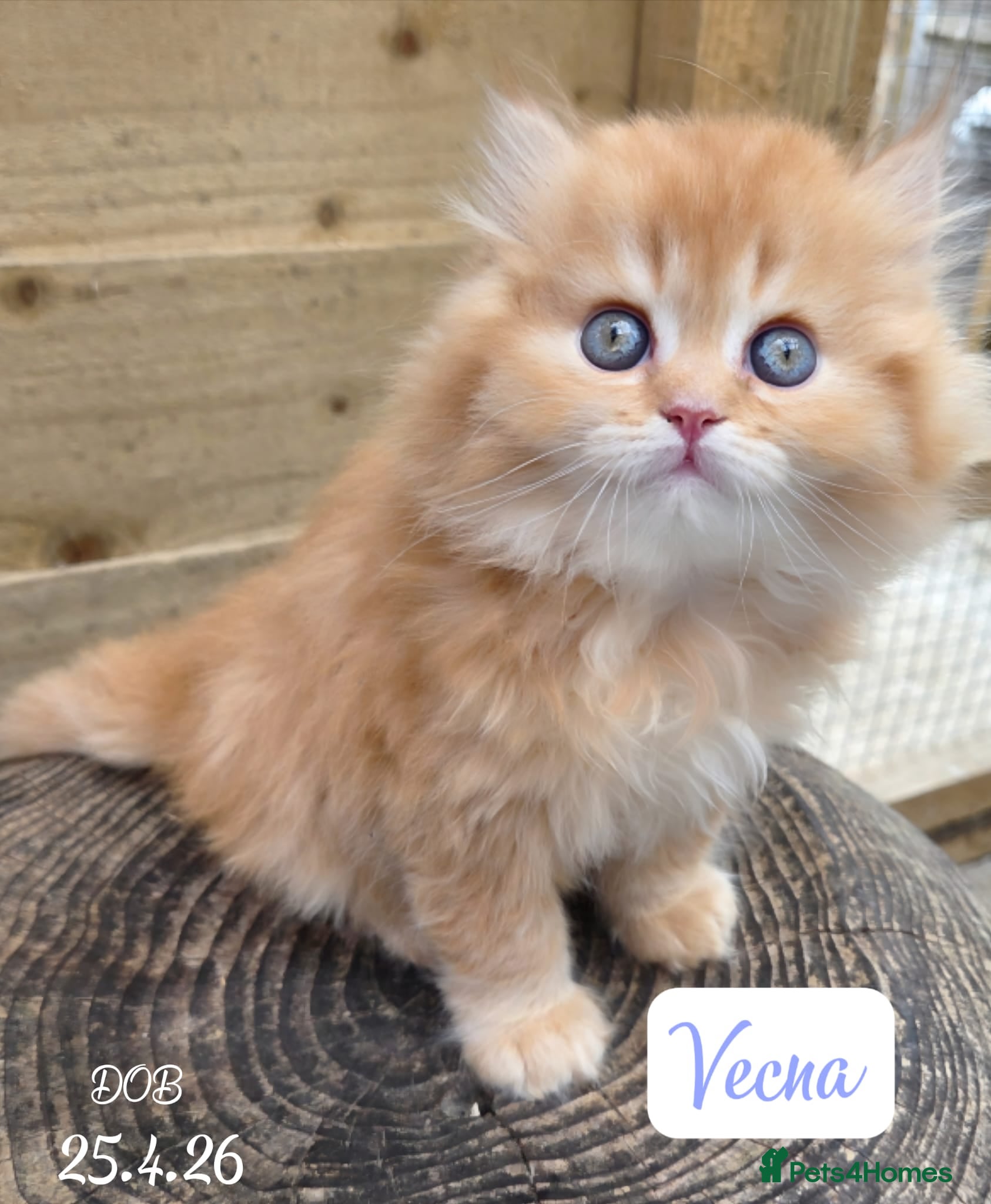 British Longhair cats 💖 Champion Line, British SH/LH Cuties 💖 - Advert 2