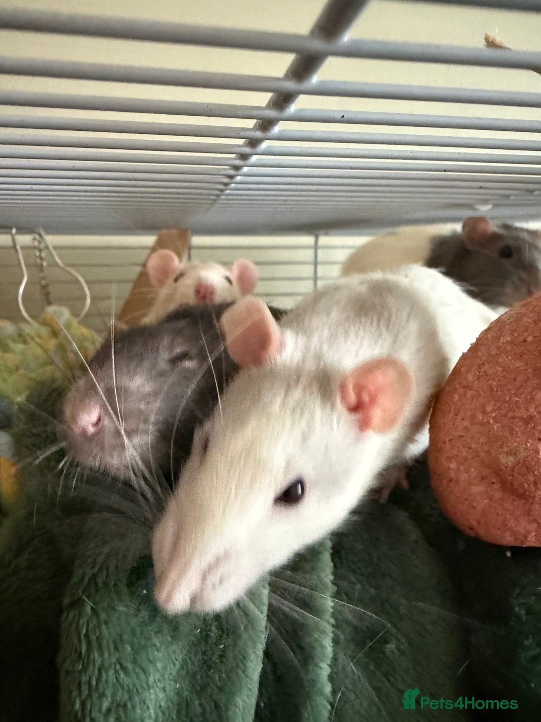 Rat rodents for sale: 4 Male Rats for adoption - Image 6