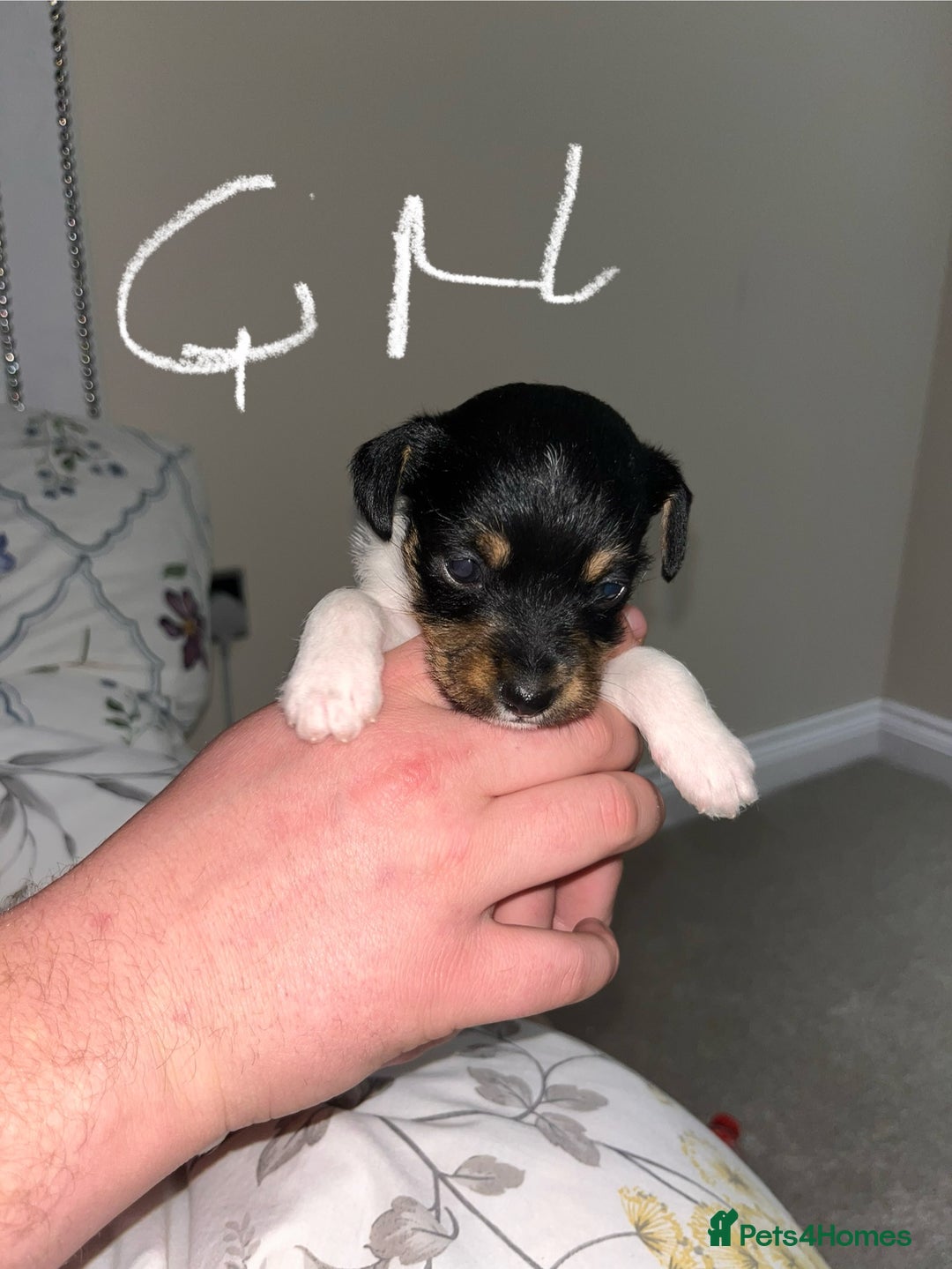 Jack Russell dogs for sale: Jack russel puppy’s  - Advert 8