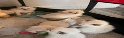 Ragdoll cats for sale: Fluffy ragdoll kitty’s  - Advert 24