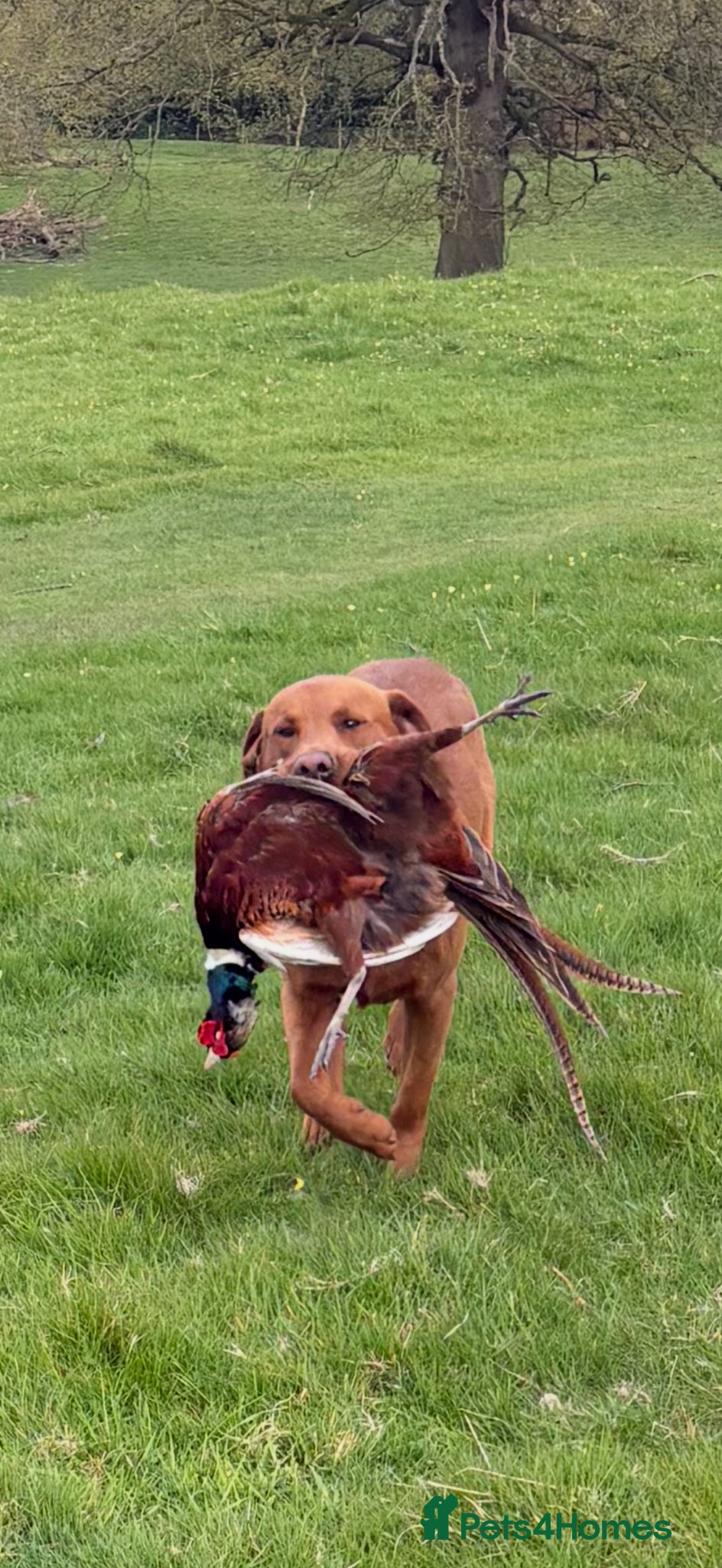 Labrador Retriever dogs Fox red Labrador for stud - Advert 2