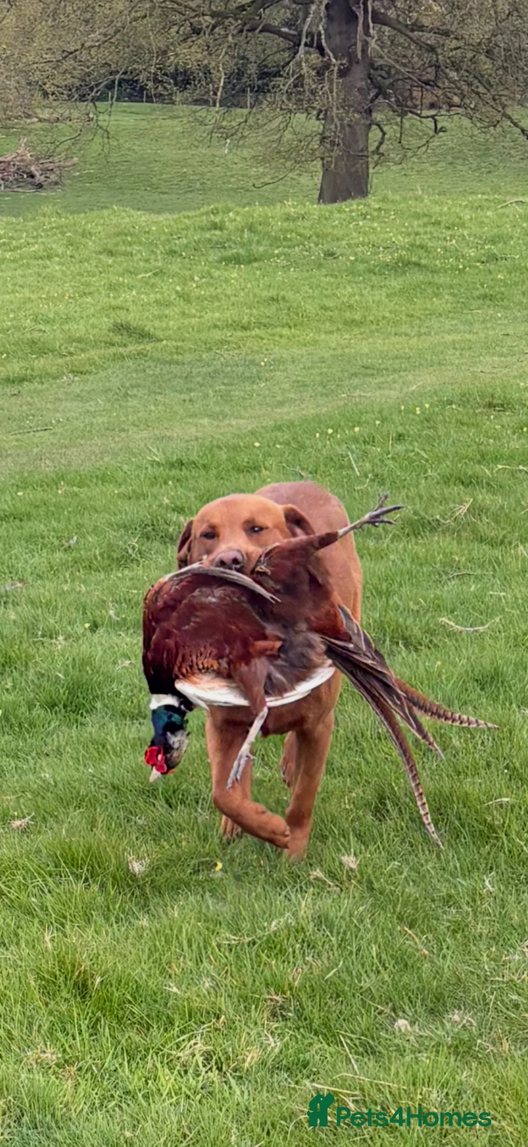 Labrador Retriever dogs for stud: Fox red Labrador for stud - Advert 2