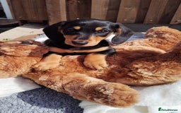 Miniature Dachshund dogs for sale: Mini dachshund  - Image 12
