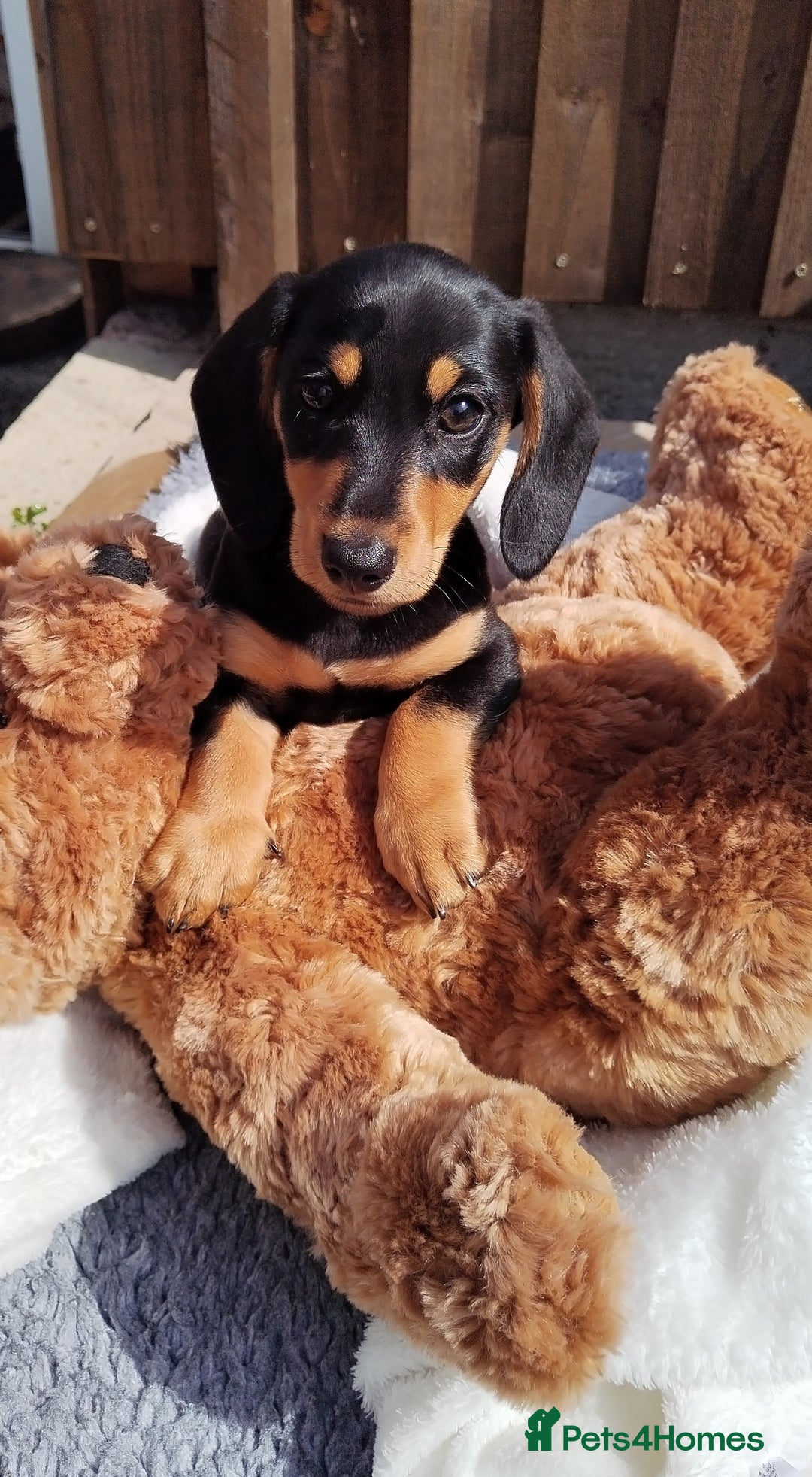 Miniature Dachshund dogs for sale: Mini dachshund  - Image 12