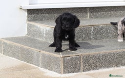 Cockapoo dogs for sale: F1 Cockapoo puppies for sale  - Image 4