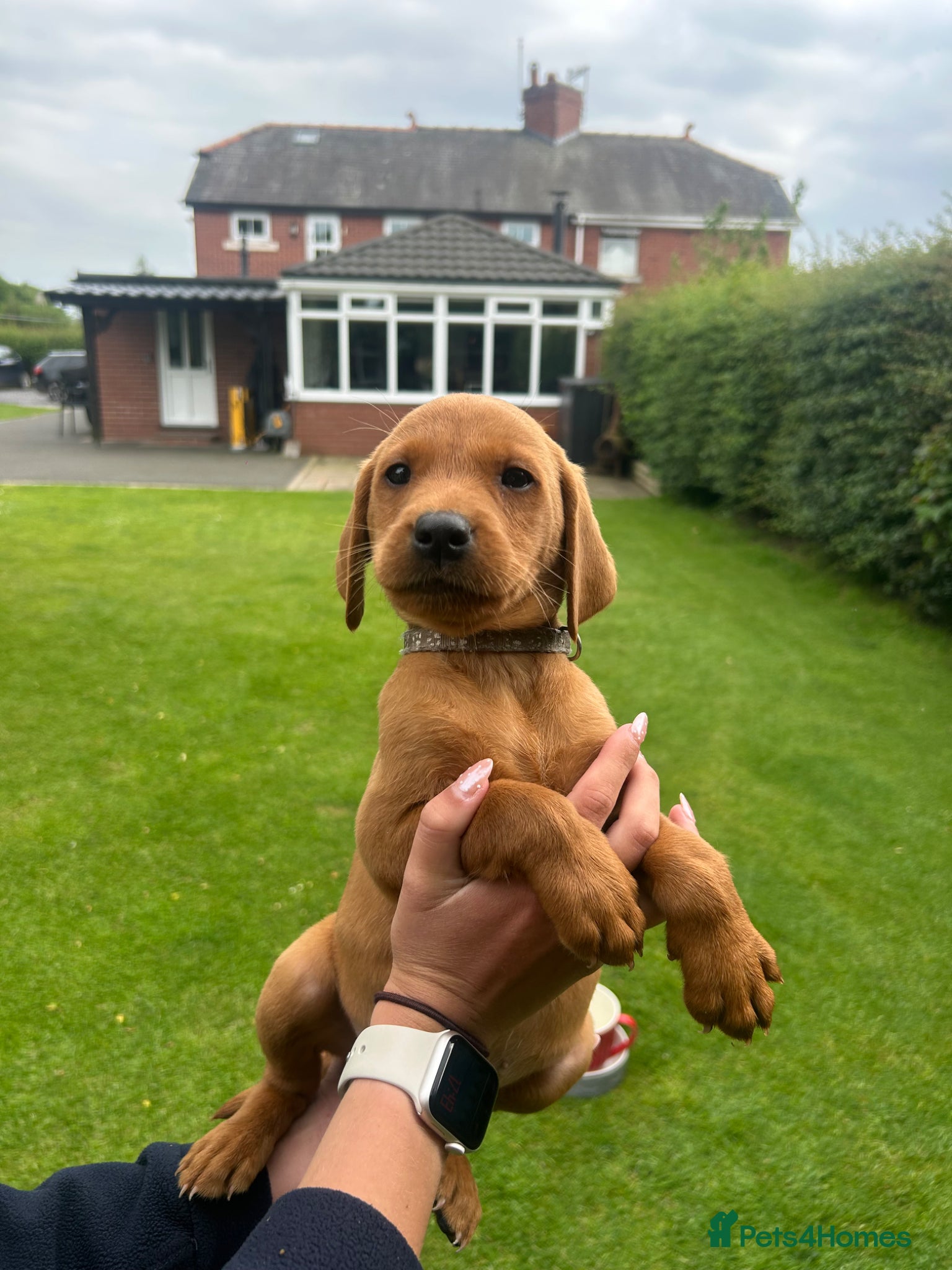Labrador Retriever dogs Dark Fox Red Labrador 1 MALE LEFT🏡 KC Registered - Advert 1