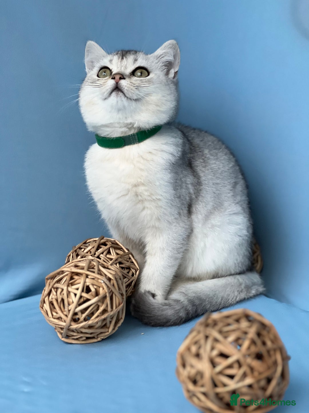 British Shorthair cats for sale: Stunning British sh/longhair kittens TICA - Image 10