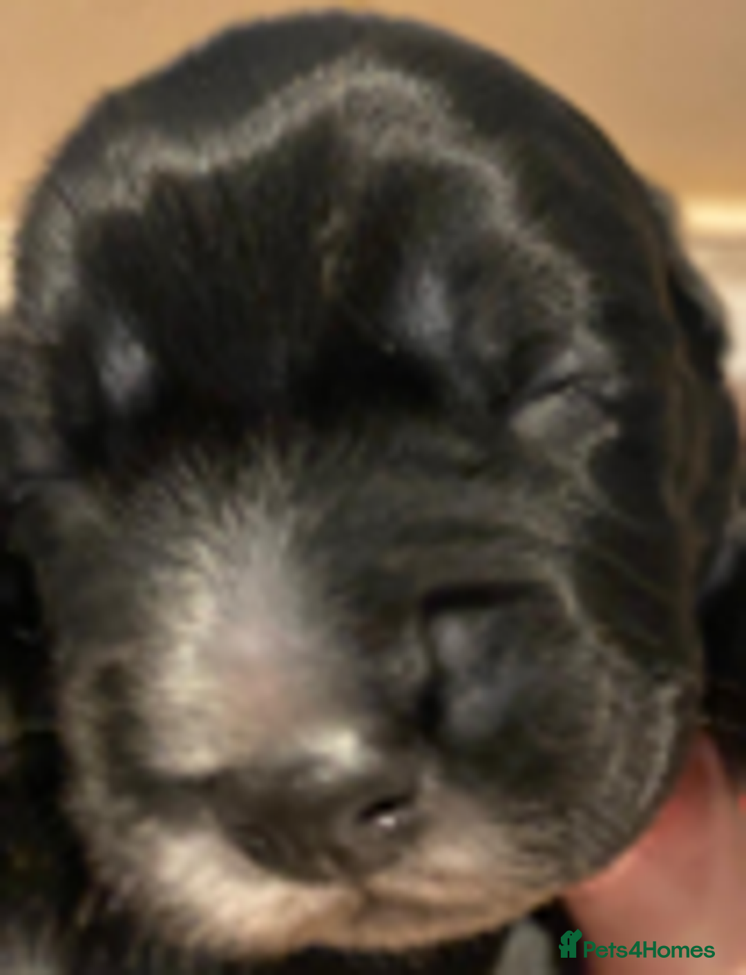 Cocker Spaniel dogs for sale: Working Cocker Spaniel Puppies - Advert 9