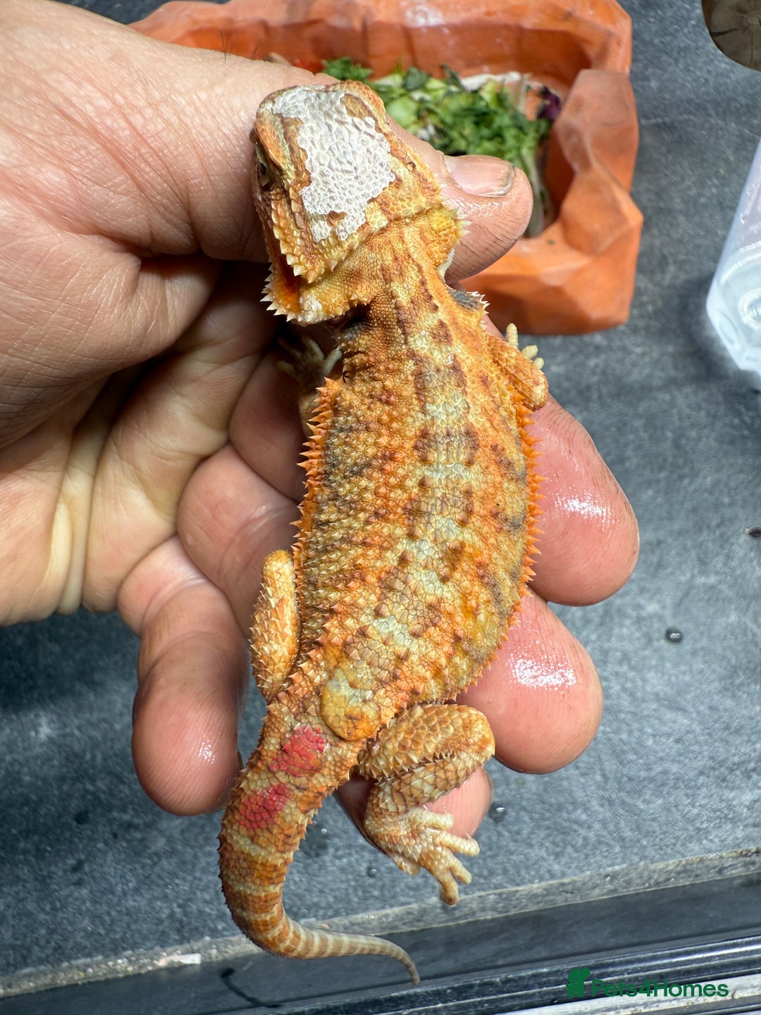 Bearded Dragon reptiles for sale: High Citrus, Tiger , Hypo, GS, Dunner, Trans  - Advert 4