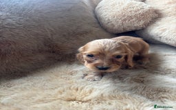 Cocker Spaniel dogs for sale: Cocker spaniel puppies  - Image 12