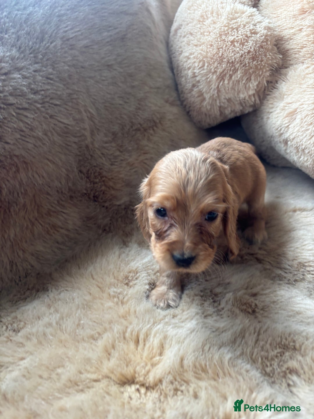 Cocker Spaniel dogs for sale: Cocker spaniel puppies  - Image 12