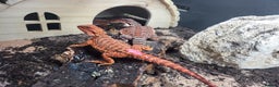 Bearded Dragon reptiles for sale: Red Monster Bearded Dragon babies - Advert 8