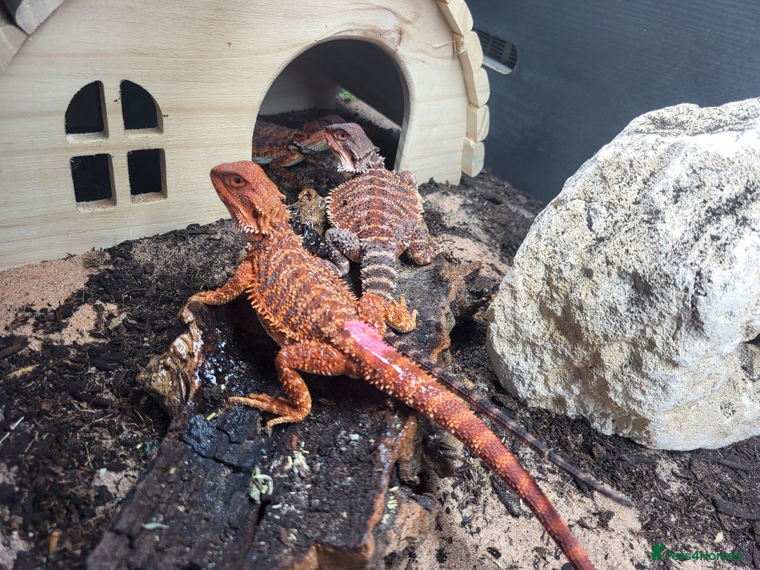 Bearded Dragon reptiles for sale: Red Monster Bearded Dragon babies - Advert 8