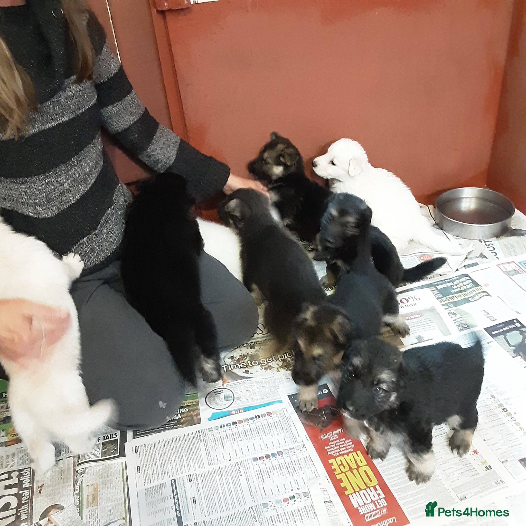 German Shepherd dogs Stunning KC reg German Shepherd pups - Advert 14
