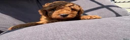 Toy Poodle dogs for sale: Beautiful Red Toy Poodle Puppies -Boy & Girl  - Advert 12
