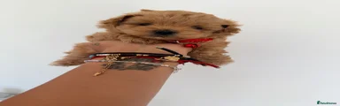 Maltipoo Puppy 2