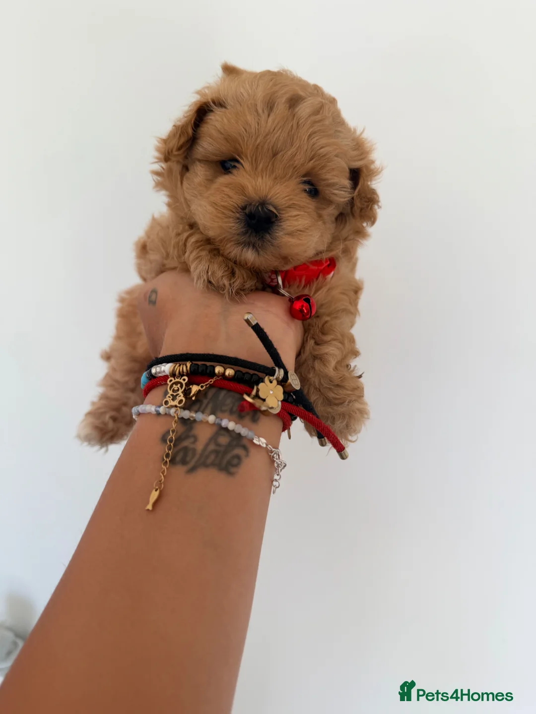 Maltipoo dogs for sale: 4 small and adorable puppies 🧸 - Advert 2