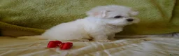 Maltese dogs for sale: KC MALTESE Puppies Males and Female in Bristol - Advert 9
