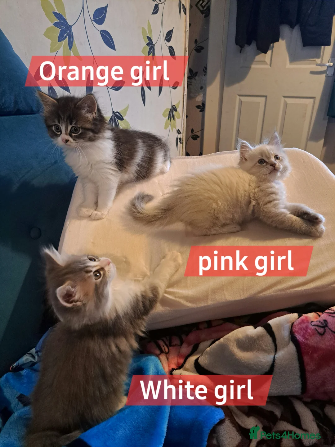 Mixed Breed cats for sale: Beautiful maine coon mix kittens available 💜 - Advert 1