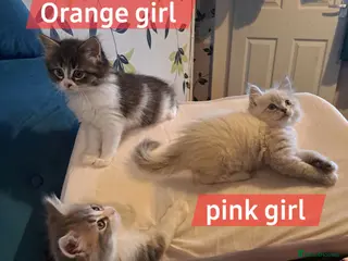 Mixed Breed cats Beautiful maine coon mix kittens available 💜 - Advert 6