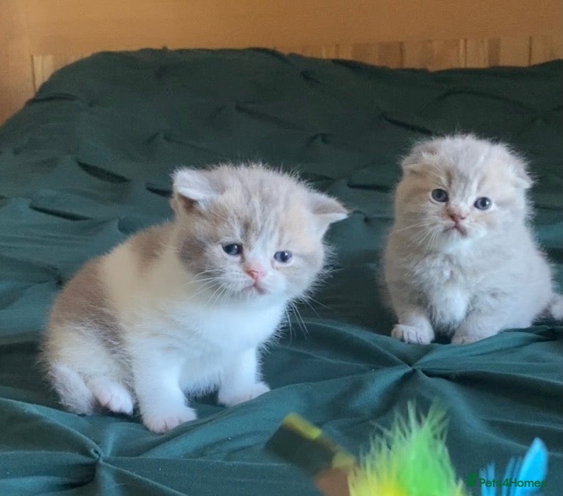 Scottish Fold cats 🧸EXTREMELY RARE TICA FAWN SCOTTISH/BSH 😻🧸 - Advert 6