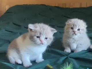 Scottish Fold cats 🧸EXTREMELY RARE TICA FAWN SCOTTISH/BSH 😻🧸 - Advert 6