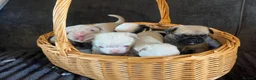 Pug dogs for sale: Unique pug puppies in Swanley - Advert 3