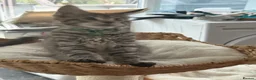 Maine Coon cats for sale: Show quality Maine coon kittens - Advert 8
