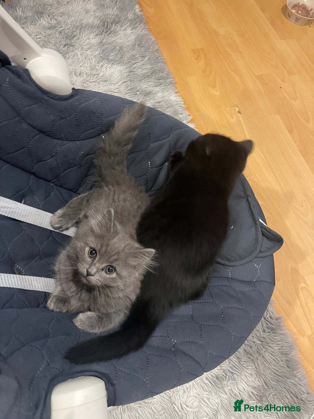 British Shorthair cats for sale: 🌟Gorgeous Male British Shorthair Kitten 🌟 - Advert 7