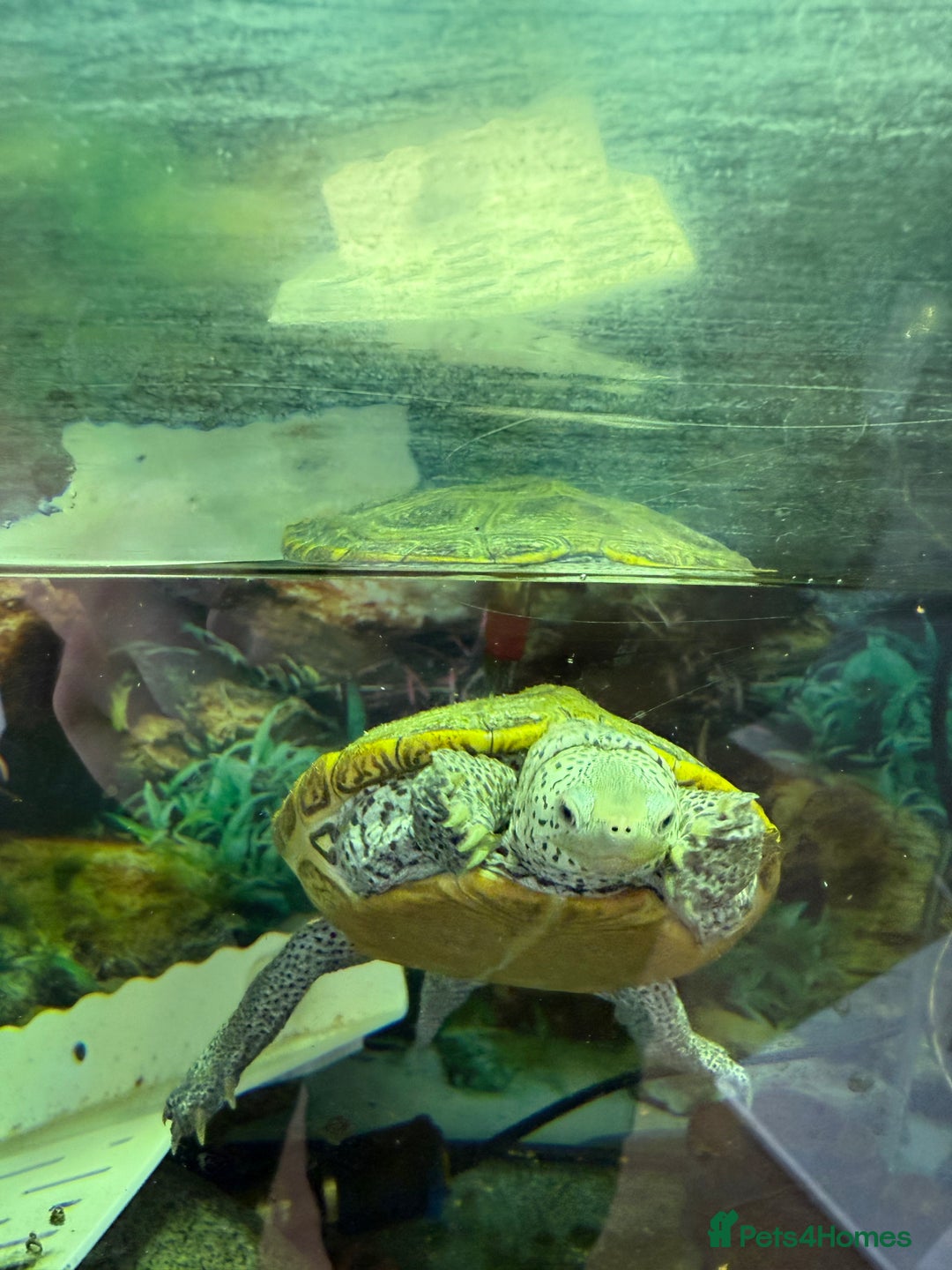 Turtle reptiles for sale: Diamond back terrapin, and Pink belly side neck  - Image 4