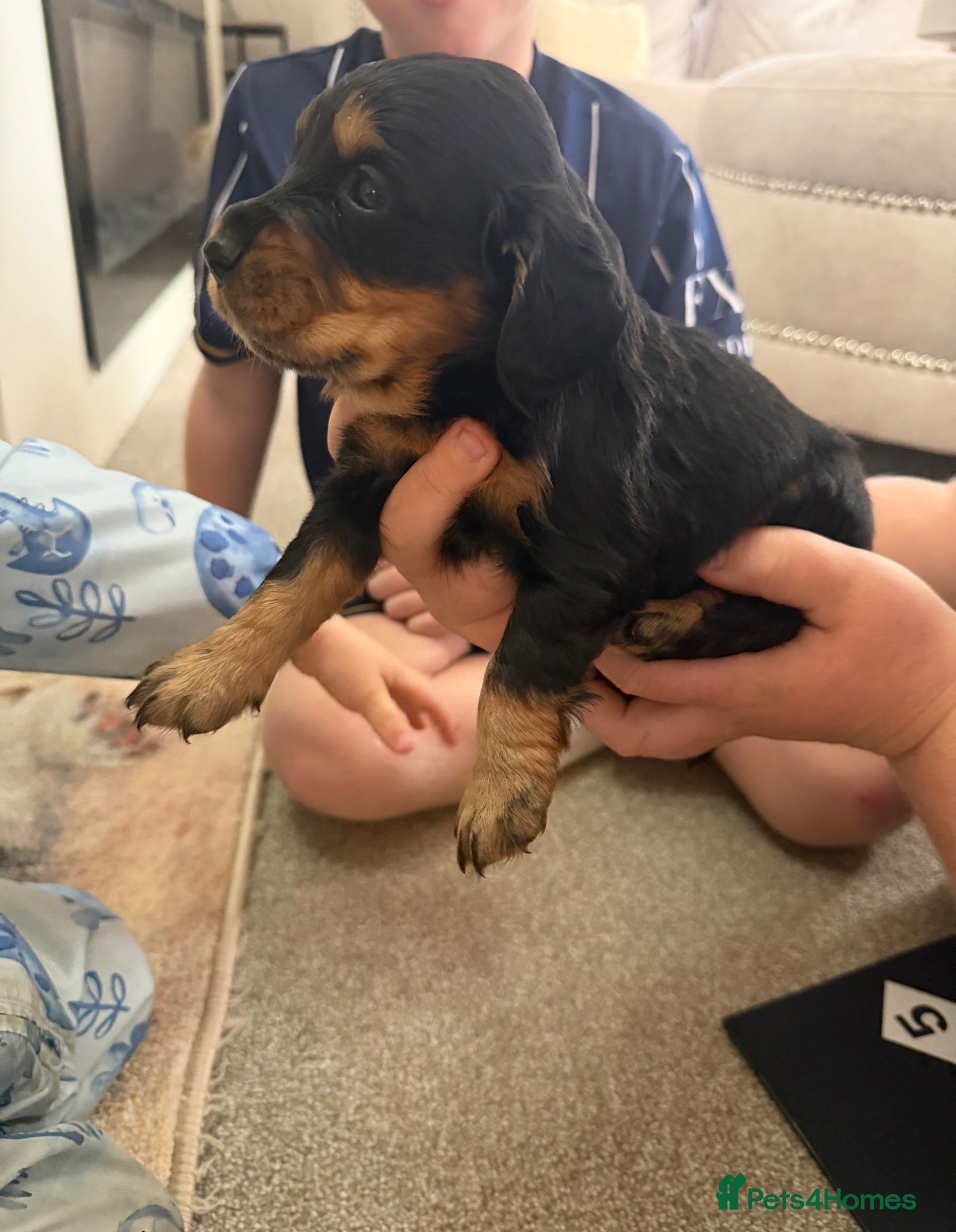 Cocker Spaniel dogs for sale: Cocker Spaniel Puppies  - Advert 15
