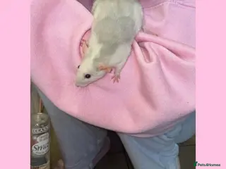 Rat rodents Beautiful baby rats looking for forever homes! - Advert 1