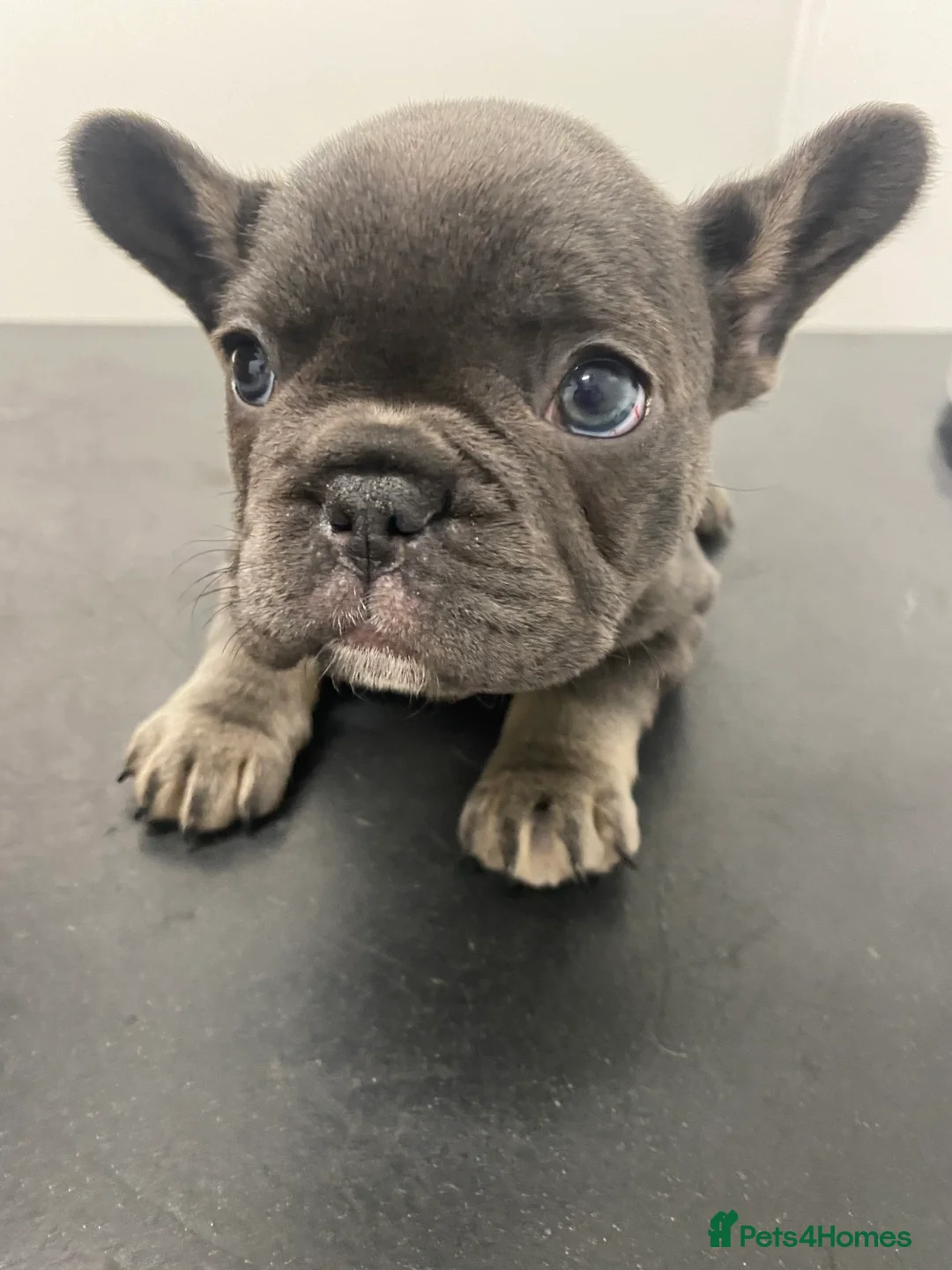 French Bulldog dogs for sale: Stunning chunky French bulldog pups  - Advert 22