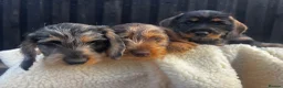 Miniature Dachshund dogs for sale: Wire Haired Miniature Dachshunds  - Advert 8