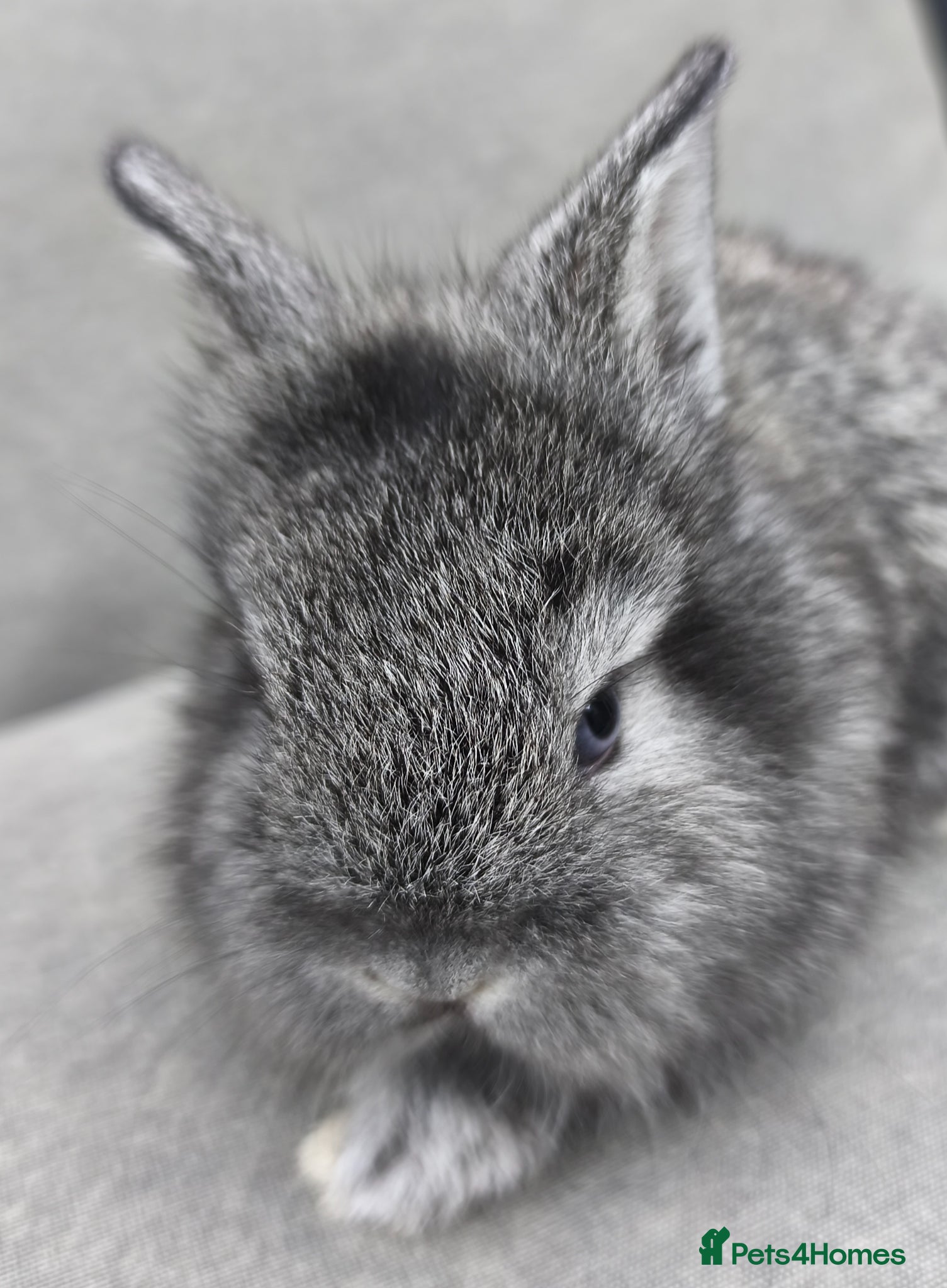 Mini Lop rabbits for sale: Rare Mini Lion Lop Babies for Sale  - Advert 15