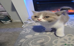British Shorthair cats for sale: Full pedigree, British short hairs ready now. - Image 6