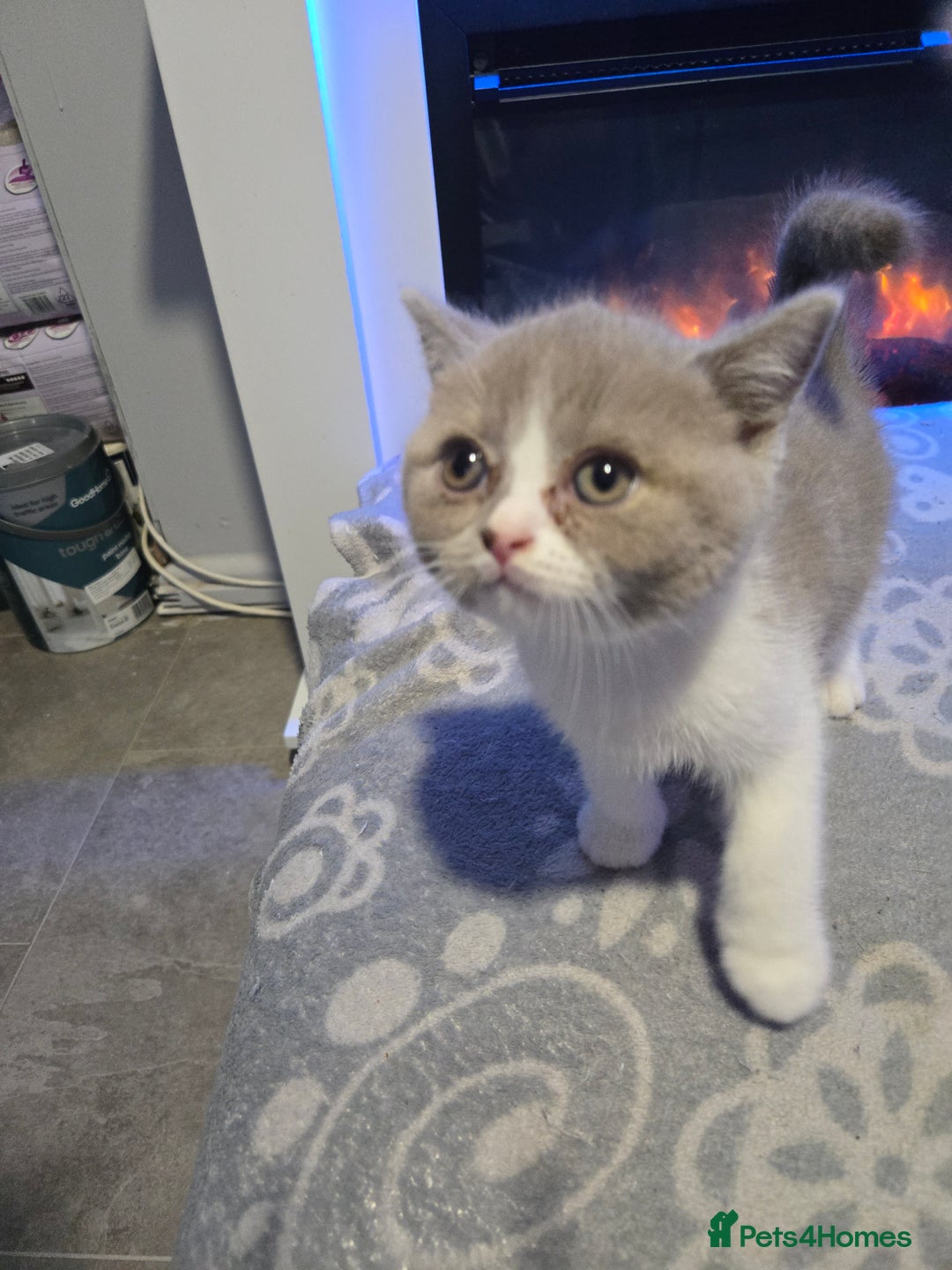 British Shorthair cats for sale: Full pedigree, British short hairs ready now. - Image 6