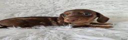 Miniature Dachshund dogs for sale: KC PRA CLEAR DAPPLE BOYS - Advert 8