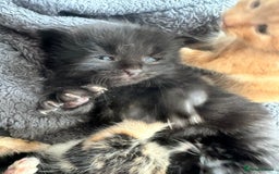 British Longhair cats for sale: Beautiful litter of kittens  - Image 2
