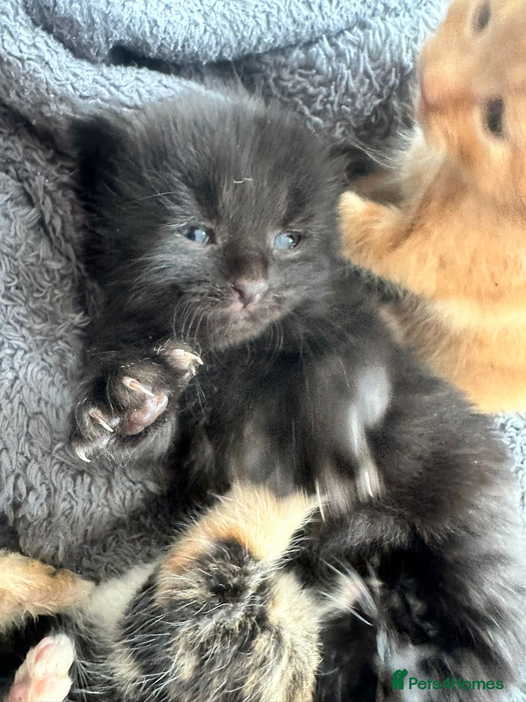 British Longhair cats for sale: Beautiful litter of kittens  - Image 2
